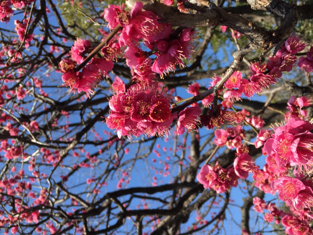 梅は～咲いたか～桜はまだかい～♪