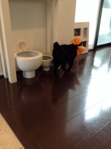 ご飯にゃ!!