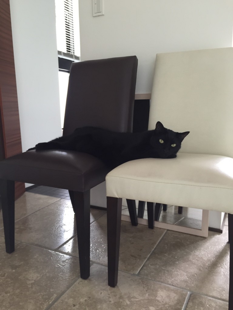 BIG!でも猫❓バランス感覚はまだ、大丈夫？