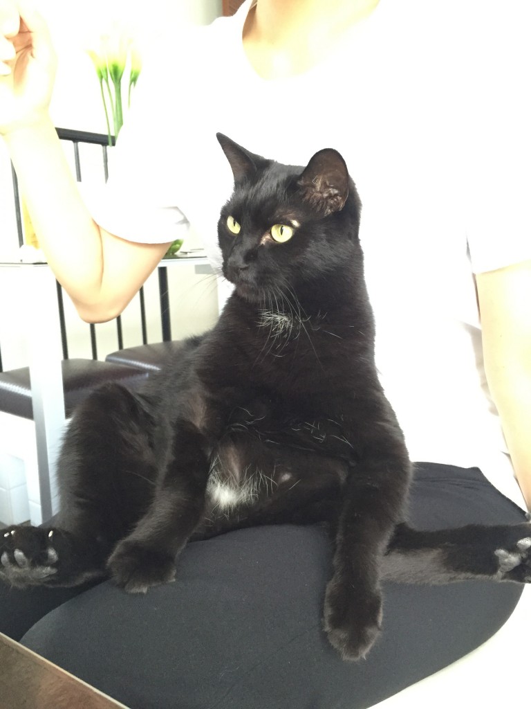 猫大仏❓