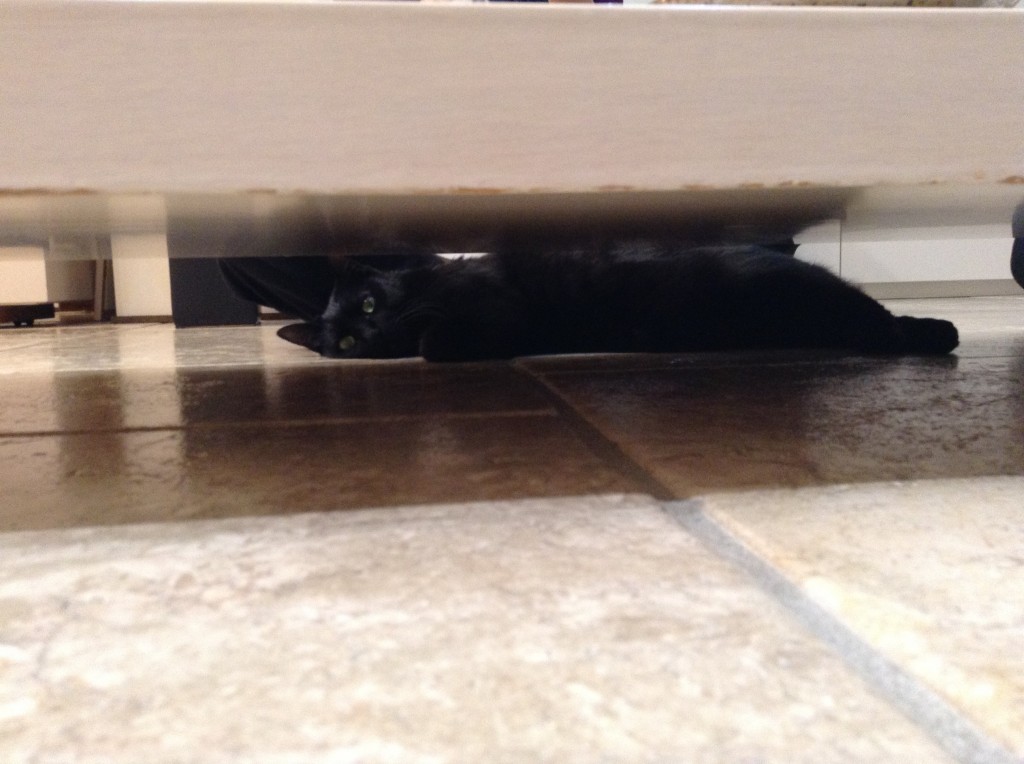 ダラケキャット♪