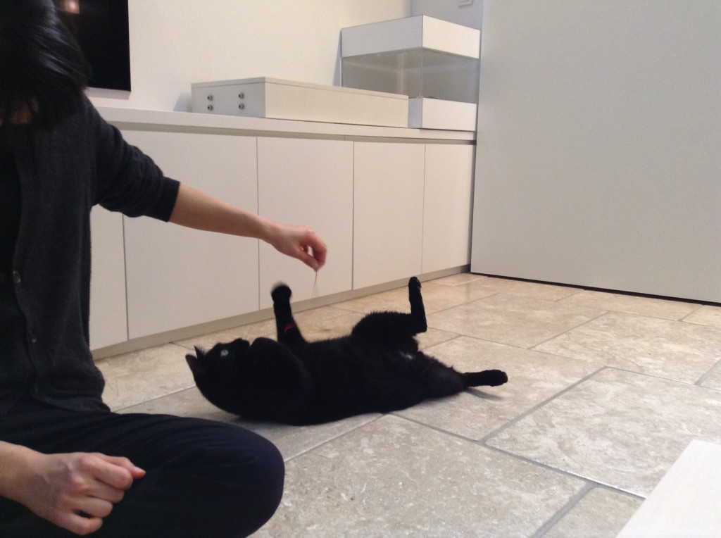 遊ばれキャット(笑)