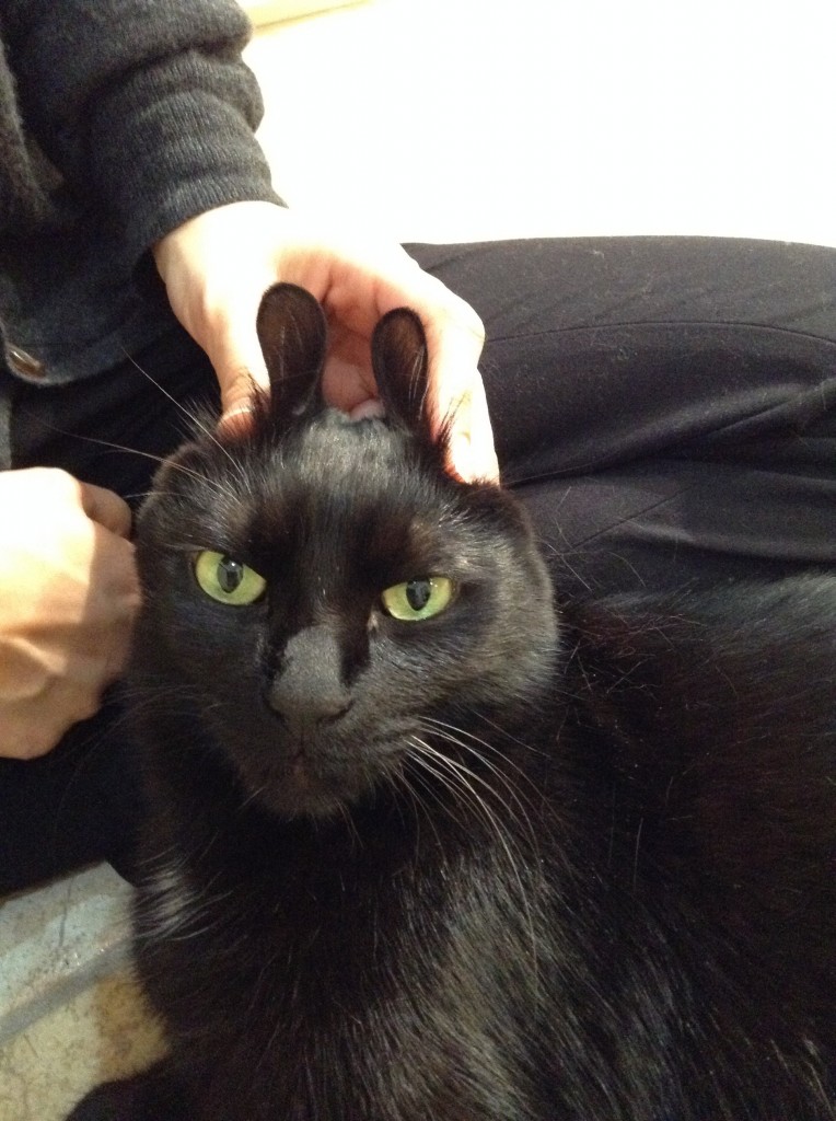 再びバニーキャット♪