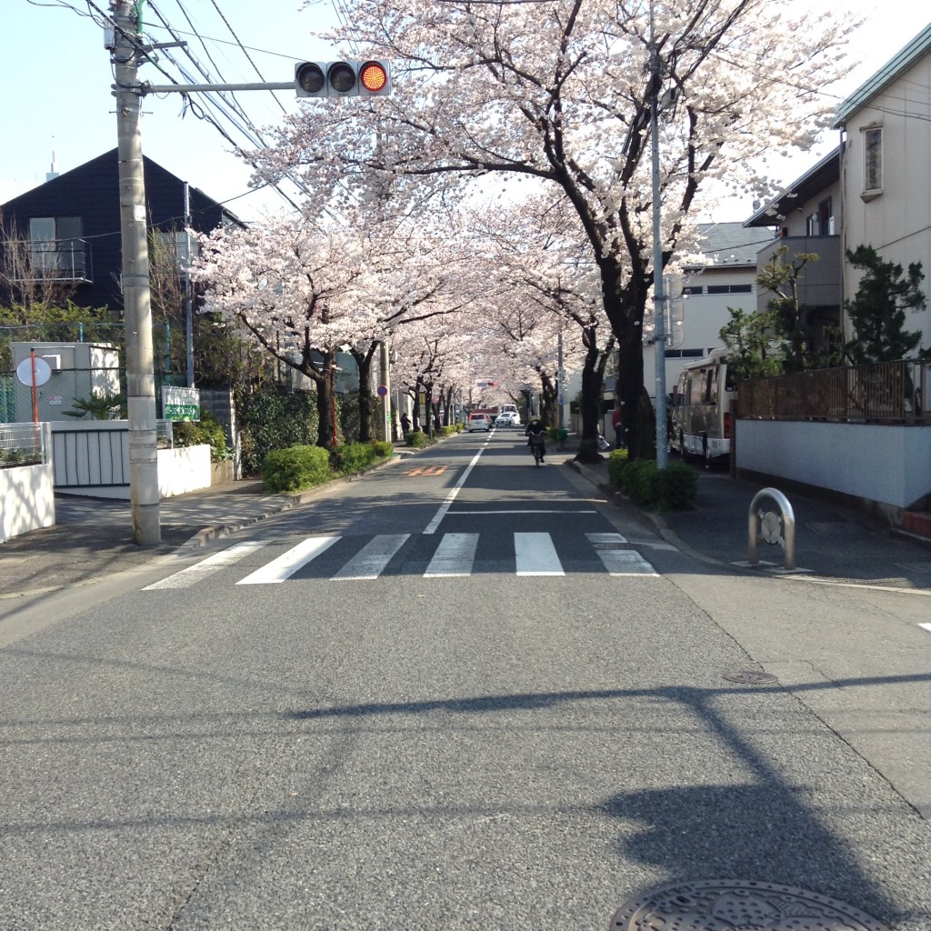 サクラロード。